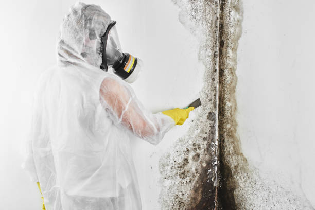 Best Affordable Mold Removal  in Priest River, ID