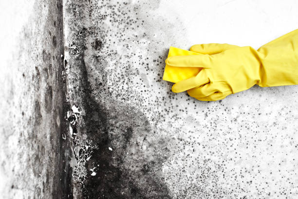 Attic Mold Removal in Priest River, ID