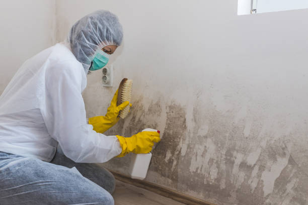 Best Crawl Space Mold Removal  in Priest River, ID