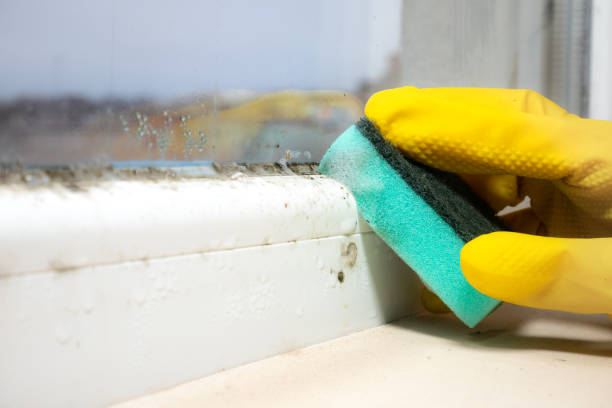 Best Local Mold Removal Service  in Priest River, ID